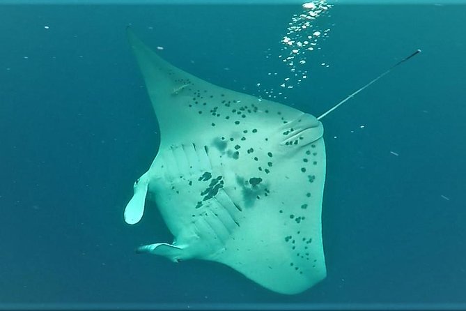 Kona Manta Rays Guaranteed Night Snorkel in Keauhou Harbor - Equipment and Inclusions