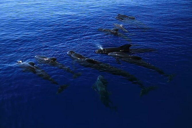 Kona Wild Dolphin, Sea Cave & Captain Cook Reef Snorkel Adventure - Snorkeling at Captain Cook Reef