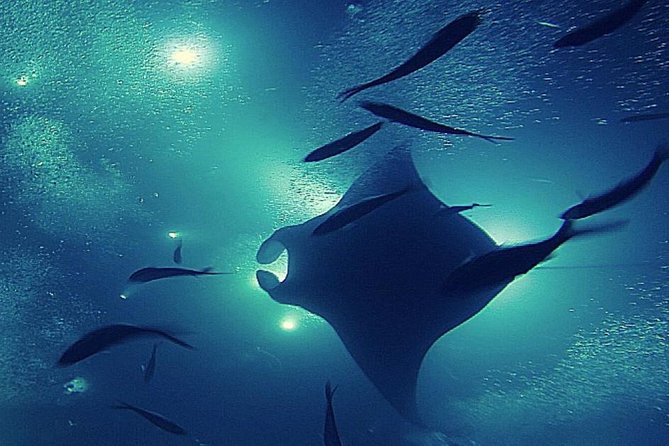 Konas Magical Manta Ray Night Snorkel: Small-Group Eco-Tour - Additional Information