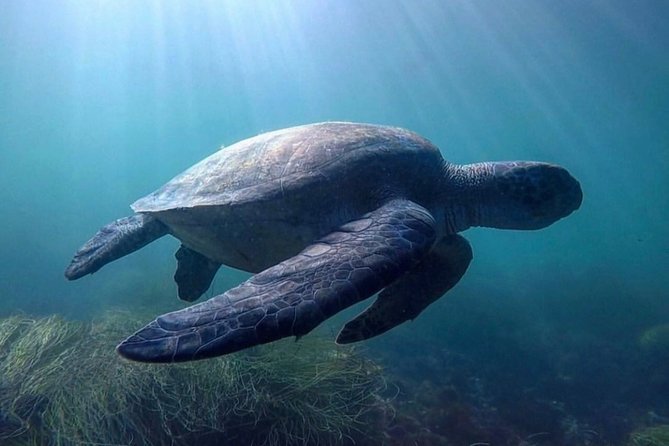 La Jolla Sea Caves Kayak Tour For Two (Tandem Kayak) - Tour Experience