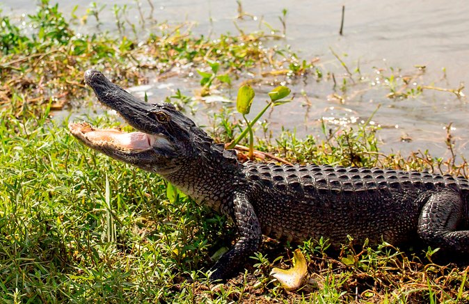 Large Airboat Ride With Transportation From New Orleans - Customer Feedback