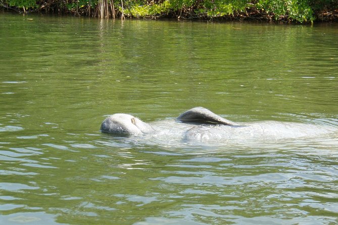 Lovers Key Guided Eco Tour-Mangrove Estuary - Pricing and Cancellation Policy
