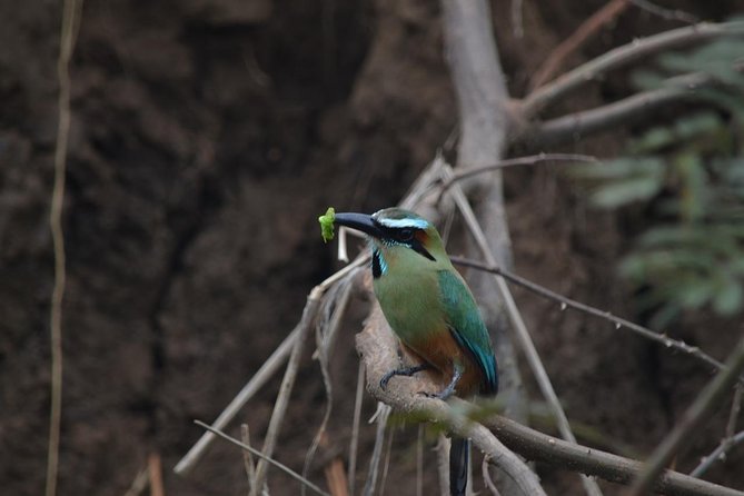 Magical Night Walk in Monteverde - Sights and Sounds of the Night