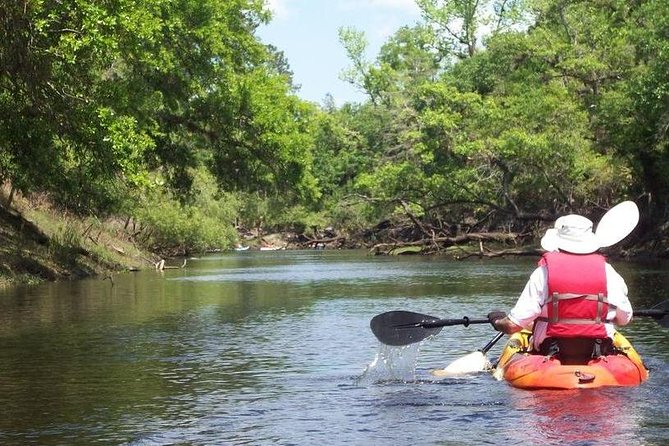 Manatee and Dolphin Kayaking Encounter - Guides and Customer Feedback