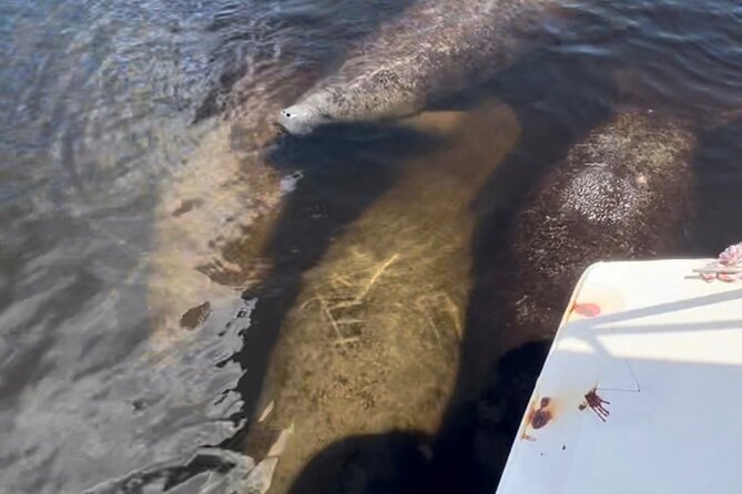 Manatee Sightseeing and Wildlife Boat Tour - Tour Inclusions and Extras