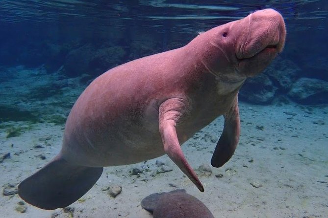 Manatee Swim Tour With in Water Photographer - Meeting and Pickup Information