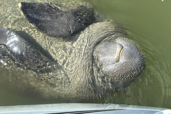 Mangrove Tunnels, Dolphins, Manatee Tour #1 Rated in Cocoa Beach - Guides Expertise and Customer Feedback