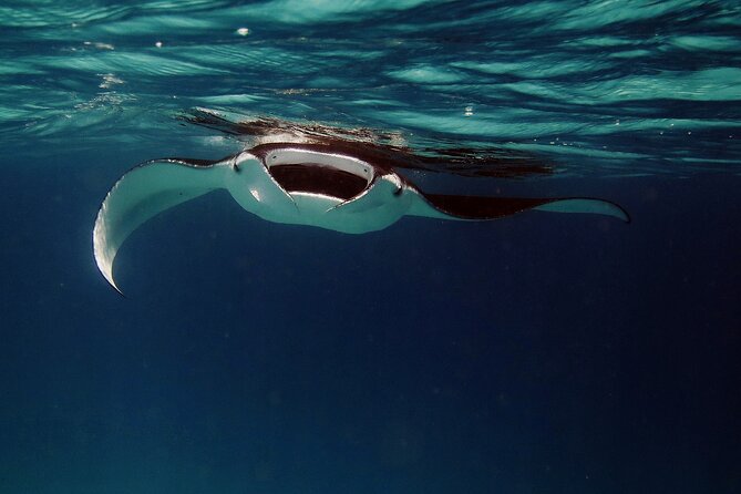 Manta Mania - Manta Ray Night Snorkel - Small-Group Experience In Kona, Hawaii - Intimate Group Size and Snorkeling Equipment
