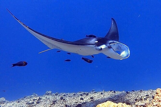 Manta Ray Night Snorkel Experience of a Lifetime - High Traveler Recommendation and Personalized Experiences