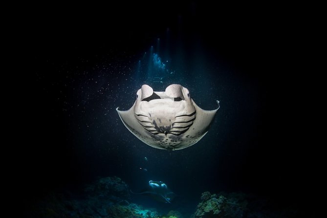 Manta Ray Night Snorkel Tour From Kona - Meeting and Pickup
