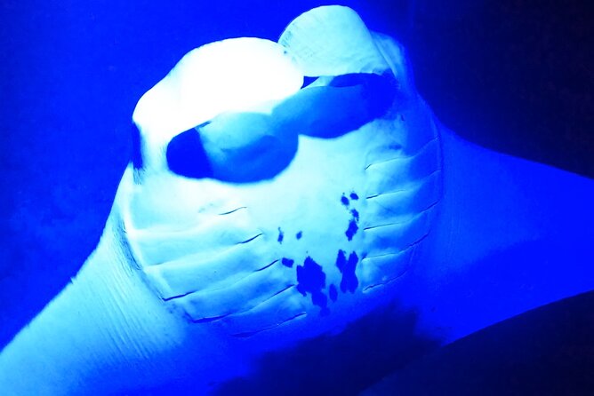 Manta Ray Night Snorkeling Adventure in Kailua-Kona - Preparing for the Manta Ray Encounter