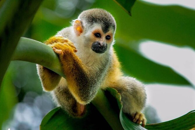 Manuel Antonio National Park Day Trip From San Jose - Wildlife Spotting Opportunities