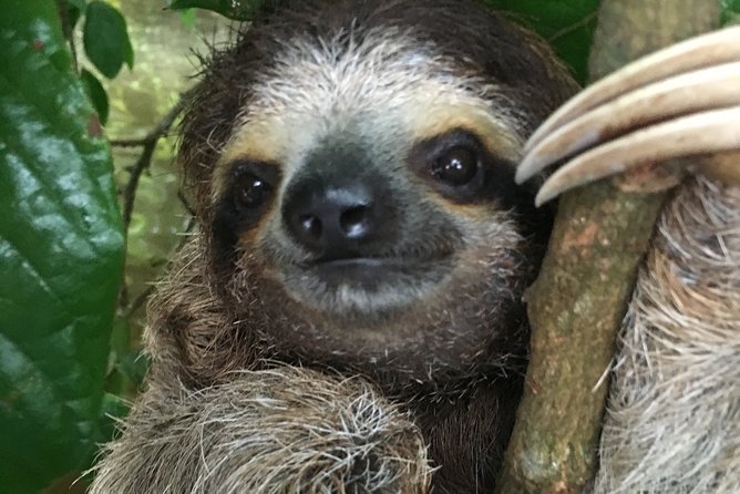 Manuel Antonio National Park Full Wildlife - Knowledgeable Guides