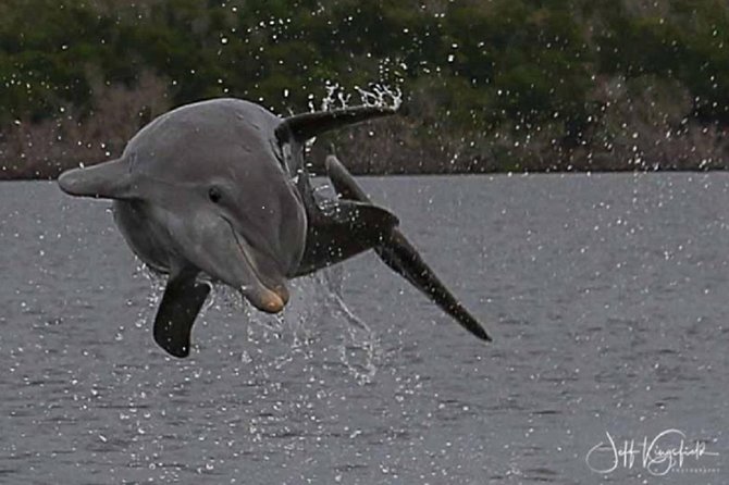 Marco Island 2 Hour Dolphin, Birding and Shelling Tour - Shelling Adventure