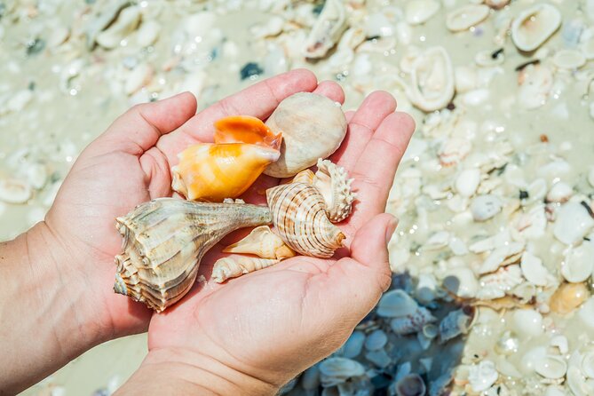 Marco Island Wildlife Sightseeing and Shelling Tour - Wildlife Sightings