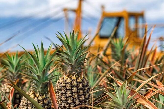 Maui Pineapple Farm Tour in Haliimaile - Tour Highlights