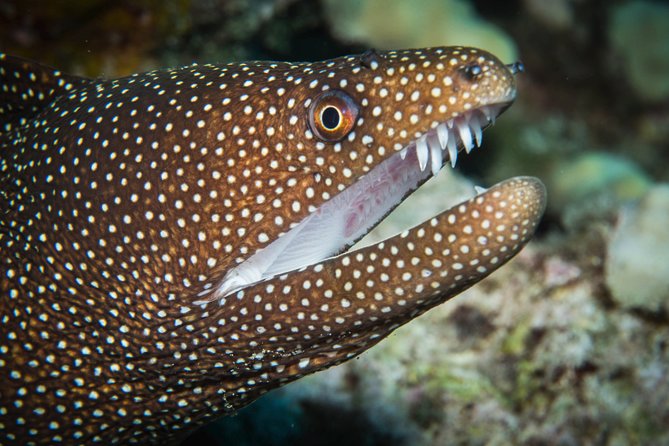 Maui Scuba Diving Introductory Lesson From Lahaina - Instructor and Experience