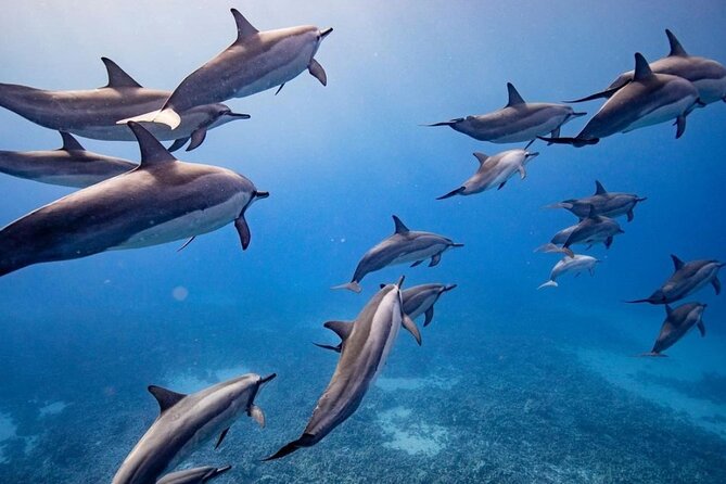 Maui to Lanai Semi-Private Eco Raft Snorkel & Dolphin Tour - Meeting and Pickup Details