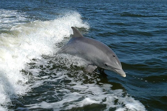 Mega Bite Dolphin Tour Boat in Clearwater Beach - Spotting Dolphins and Marine Life