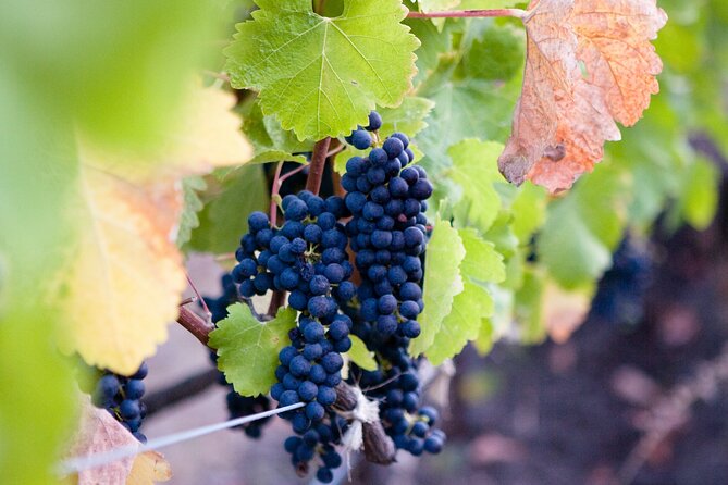 Mt Etna and Wine Tasting Tour From Catania - Inclusions and Logistics