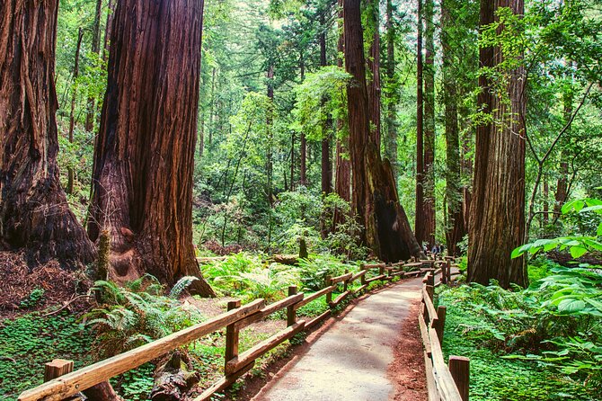 Muir Woods and Sausalito Half Day Tour - What to Expect