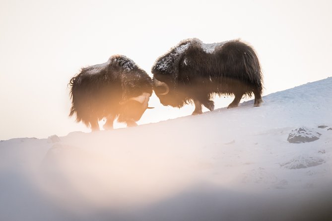 Musk Ox Safari in Dovrefjell National Park From Oppdal - Health and Safety Considerations