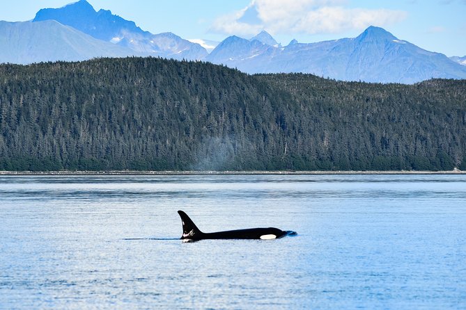 Narrated Whale Watching Cruise With Glacier View Stop - Customer Feedback and Ratings