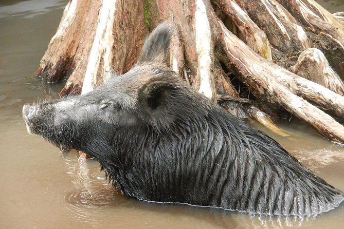 New Orleans Self-Transport Swamp and Bayou Boat Tour - Notable Wildlife Encounters