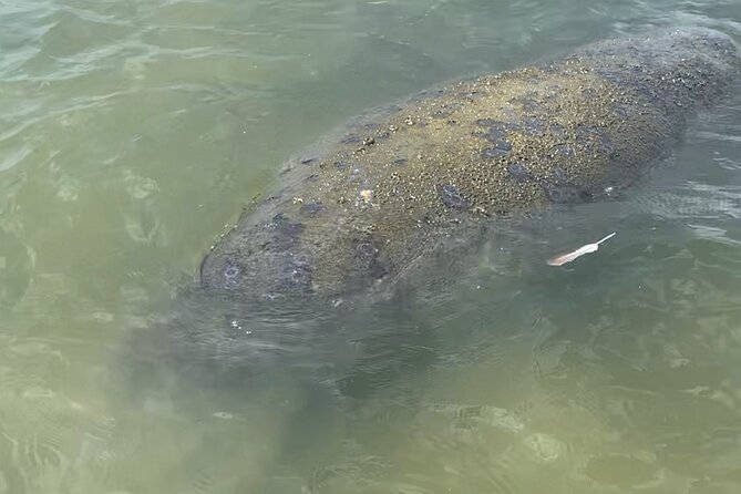 New Smyrna Dolphin and Manatee Kayak and SUP Adventure Tour - Traveler Experiences and Feedback
