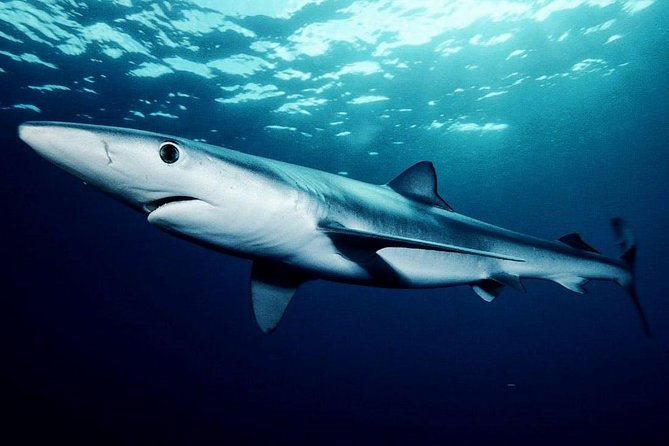 Oahu Shark Dive - Wildlife Encounters