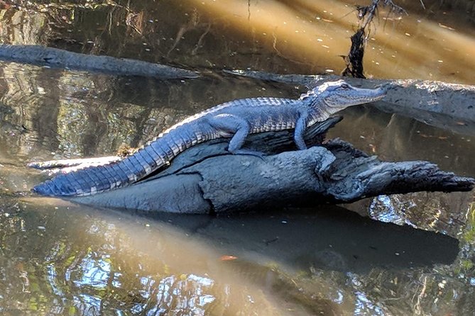 Oak Alley Plantation and Large Airboat Swamp Tour From New Orleans - Activities and Exhibits on the Grounds