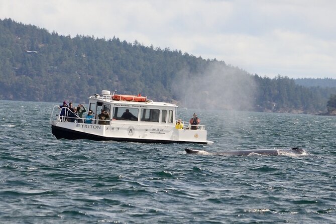Orcas Island Whale Watching - Guided Experience and Crew