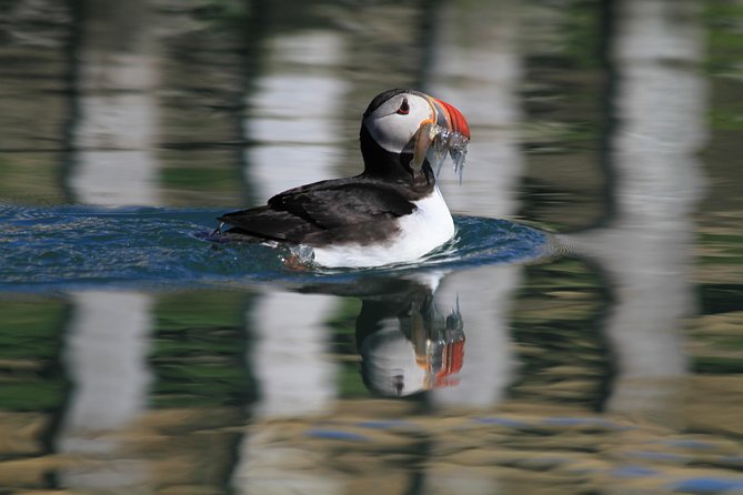 Original Big Whale Safari and Puffins RIB Boat Tour From Húsavík - Participation Requirements