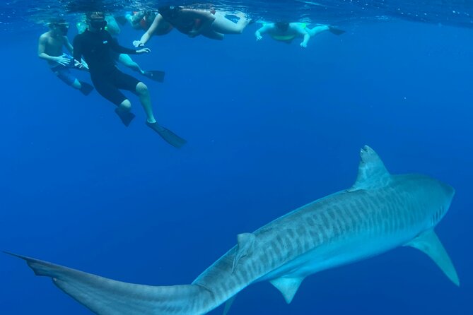 Pelagic Shark Dive Tour - Seasonal Highlights