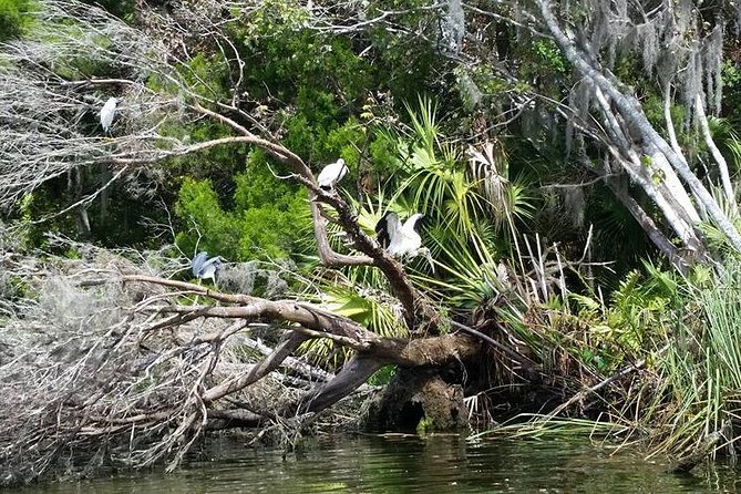 Plantations Kings Bay Scenic Cruise - Features of the Boat and Capacity
