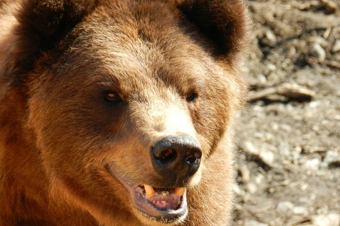 PREMIUM Sitka Scenic Tour - Accessibility and Requirements