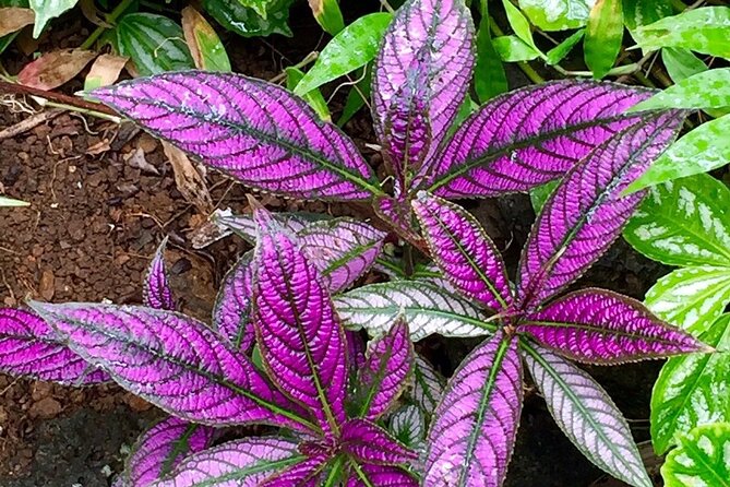Princeville Botanical Gardens Tour and Chocolate Tasting Ticket - Tour Requirements and Recommendations