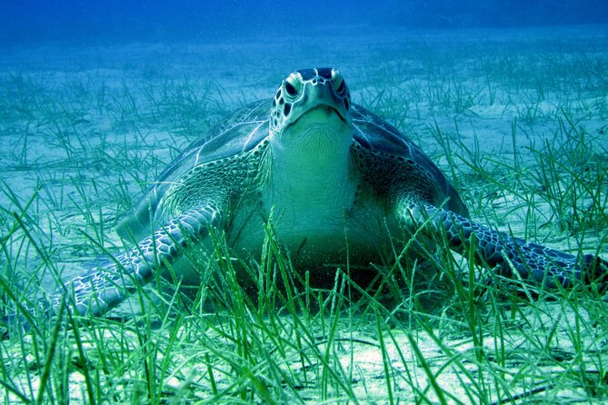 Private Discovery Dive + Photos & Videos - Meeting and Pickup Details