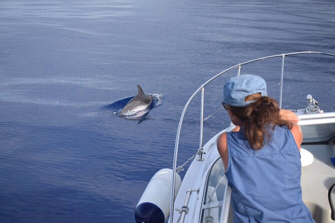Private Dolphin and Whale Watching Tour in Madeira - Accessibility and Restrictions