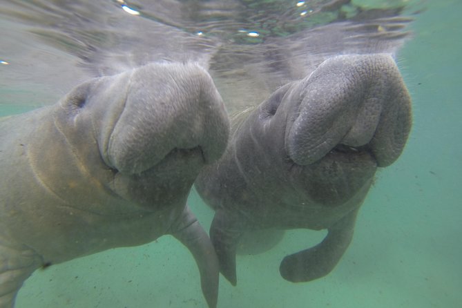 Private Manatee Swim for up to 6 With In-Water Divemaster/Photographer - Booking and Cancellation