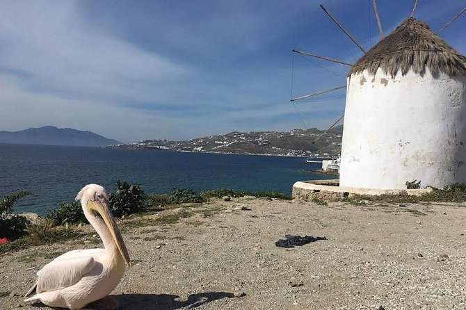 Private Tour: Mykonos Island in Half a Day - Traveler Feedback and Reviews