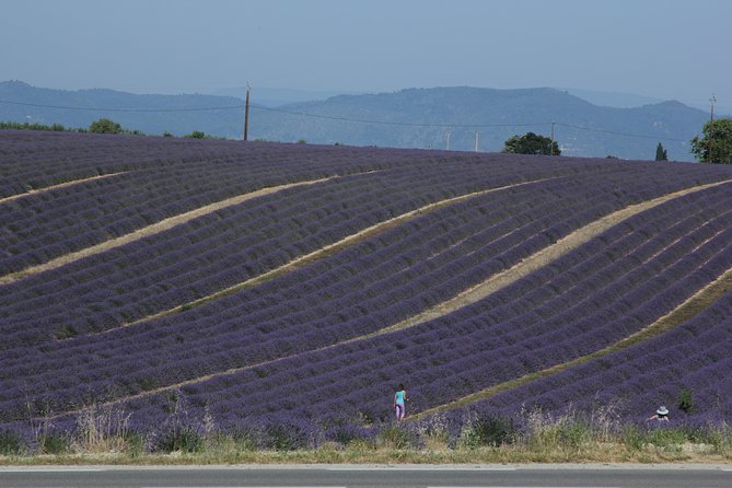 Provence Lavender Fields Tour From Aix-En-Provence - Tour Logistics and Requirements
