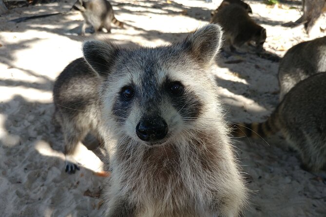 Raccoon Island Exploration on Sup/Kayak - Customer Reviews and Feedback
