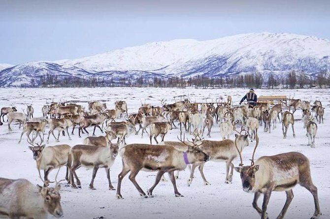Reindeer Sledding Experience and Sami Culture Tour From Tromso - Participant Recommendations and What to Bring