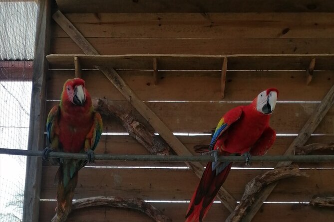 Roatan Shore Excursion Snorkelling, Sloths & Monkeys, Beach Break - Snorkeling Adventure