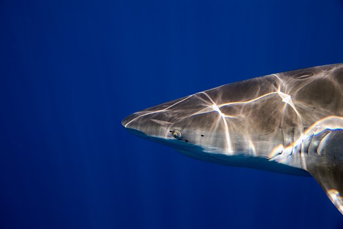 Safe and Educational Shark Dive From Haleiwa: Sharks Guaranteed - Educational Components of the Tour