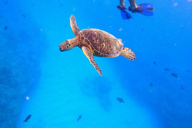 Sail and Turtle Snorkeling Tour in Waikiki - Meeting and Transportation
