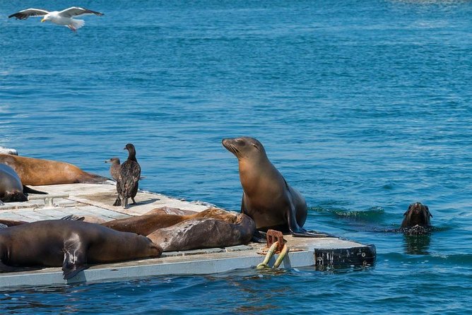 San Diego Seal Tour - Pricing and Booking Information