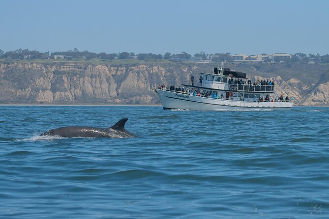 San Diego Whale Watching Tour - Customer Experiences
