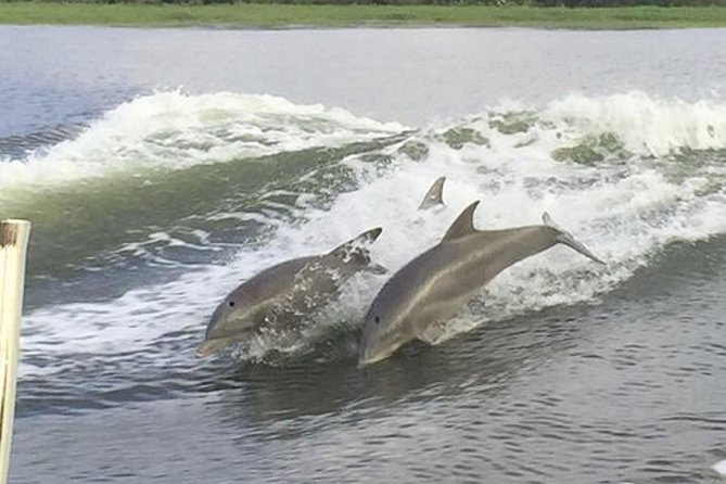 Savannah to Tybee Island With Dolphin Cruise - Dolphin Cruise Adventure